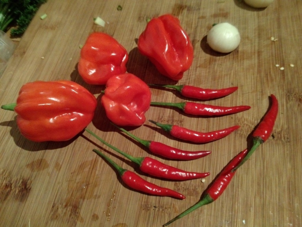 4 Habaneros und 8 kleine rote Chili